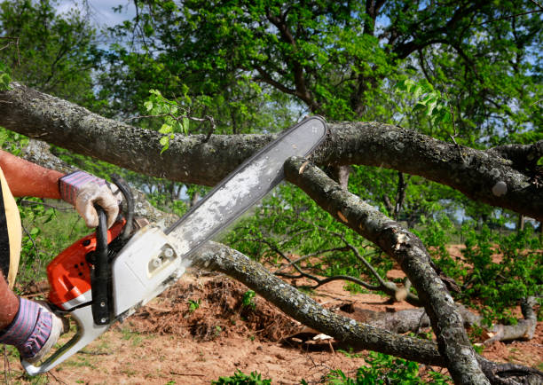 Best Landscape Design and Installation  in Middlebush, NJ